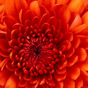 Meet your Posher, Meera